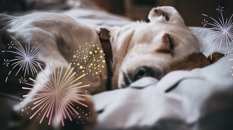 Hund und Feuerwerk: Viele Tiere haben Angst vor Böllern.