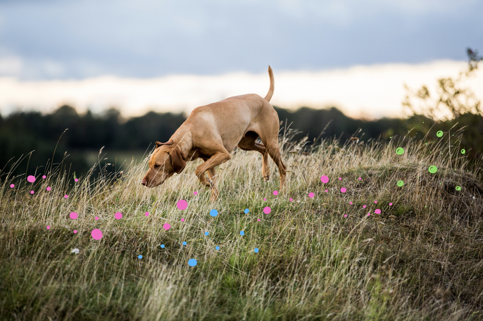 Nasenarbeit: Hund folgt im Gras einer Fährte. 