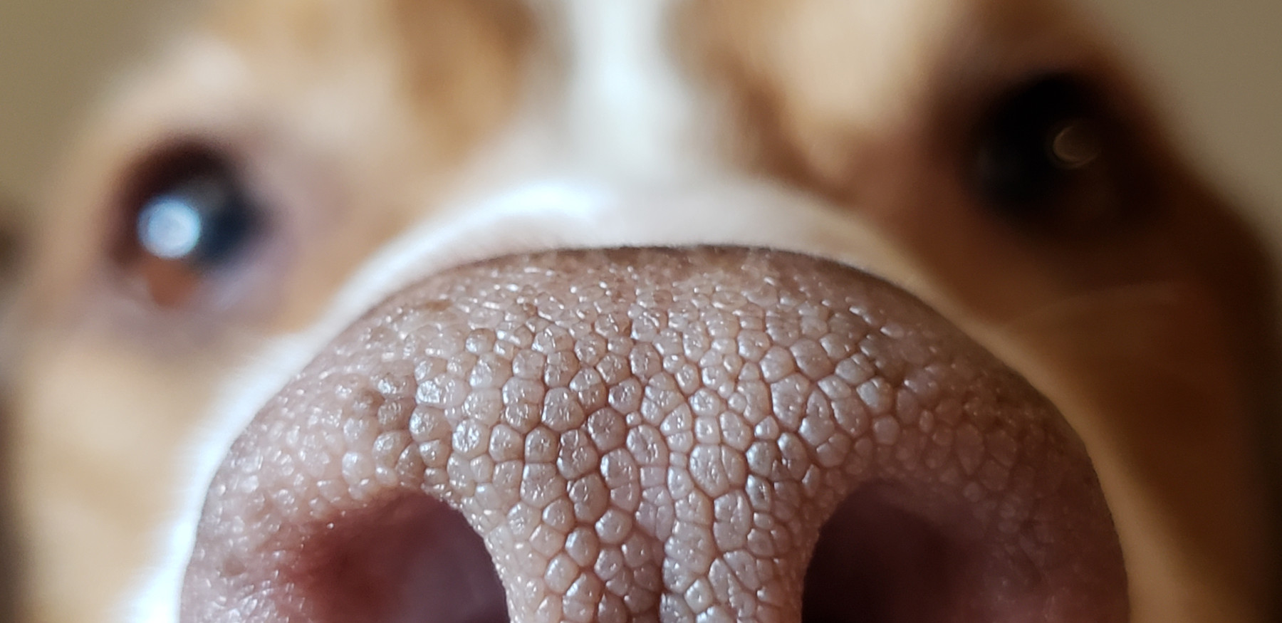 Hundenasen besitzen ein 15-mal grösseres Riechfals als der Mensch.