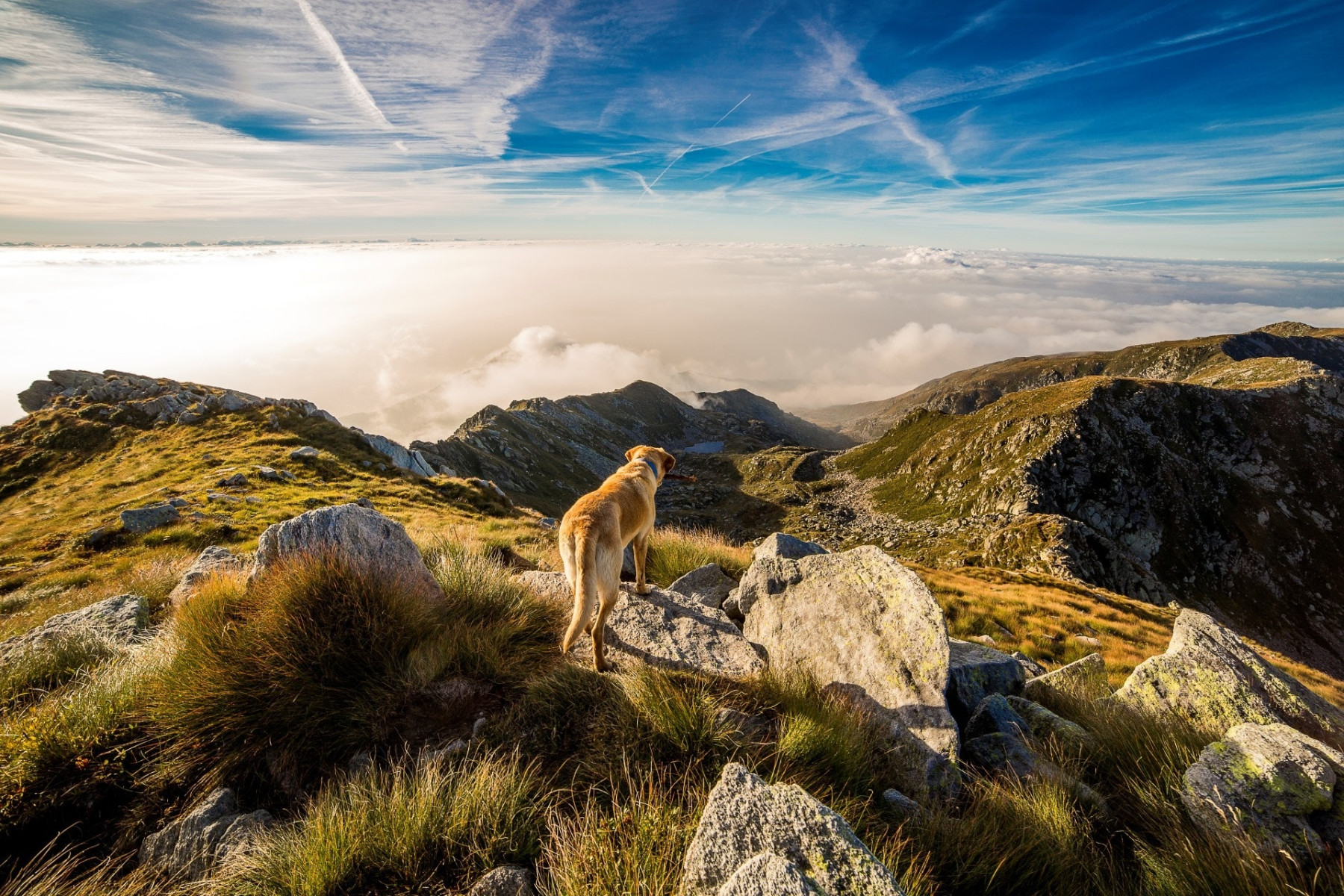Ein Hund blickt auf das vor ihm liegende Bergpanorama.